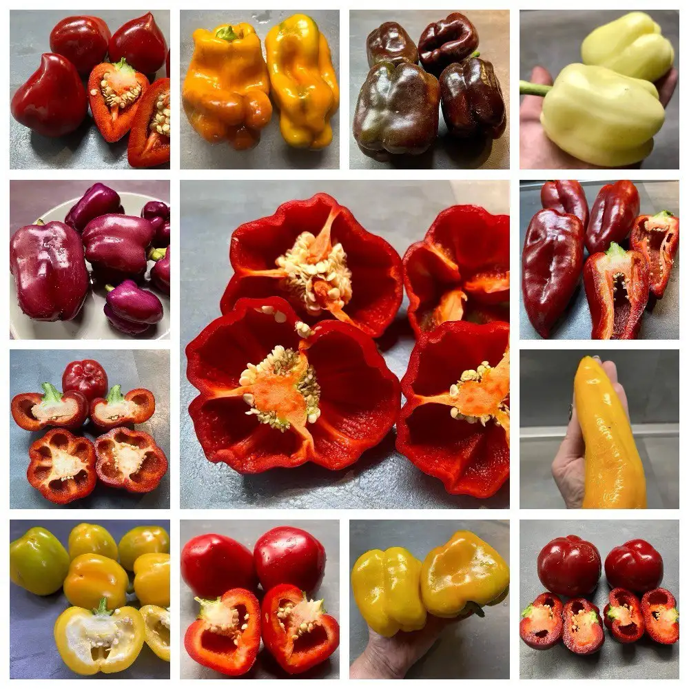 Сладкие перцы: более 130 сортов, включая редкие - Семена растений (Хобби и отдых) в Новокуйбышевск