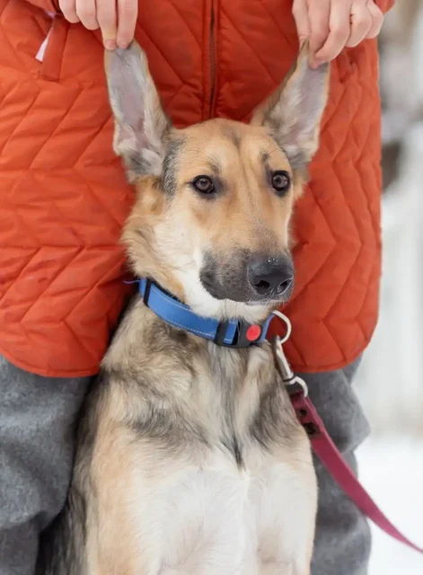 Мальчик Ананас в поисках семьи - Поиск животных в Самара