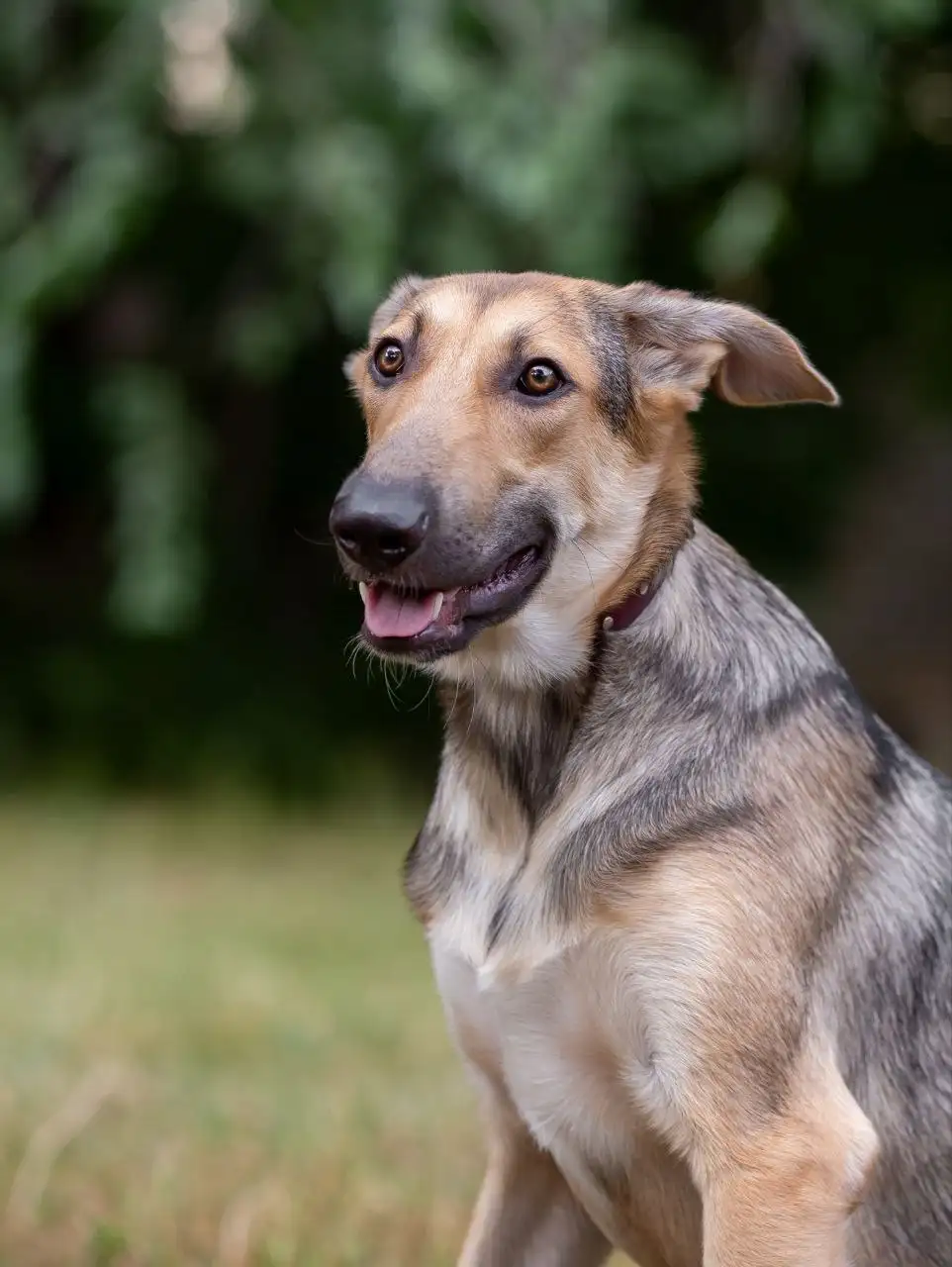 Мальчик Ананас в поисках семьи - Собаки (Животные) в Самара