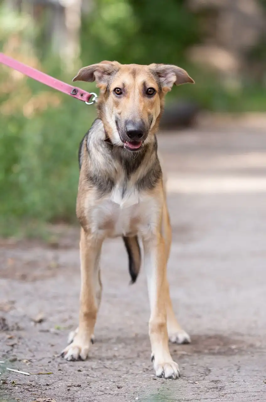 Мальчик Ананас в поисках семьи - Собаки (Животные) в Самара