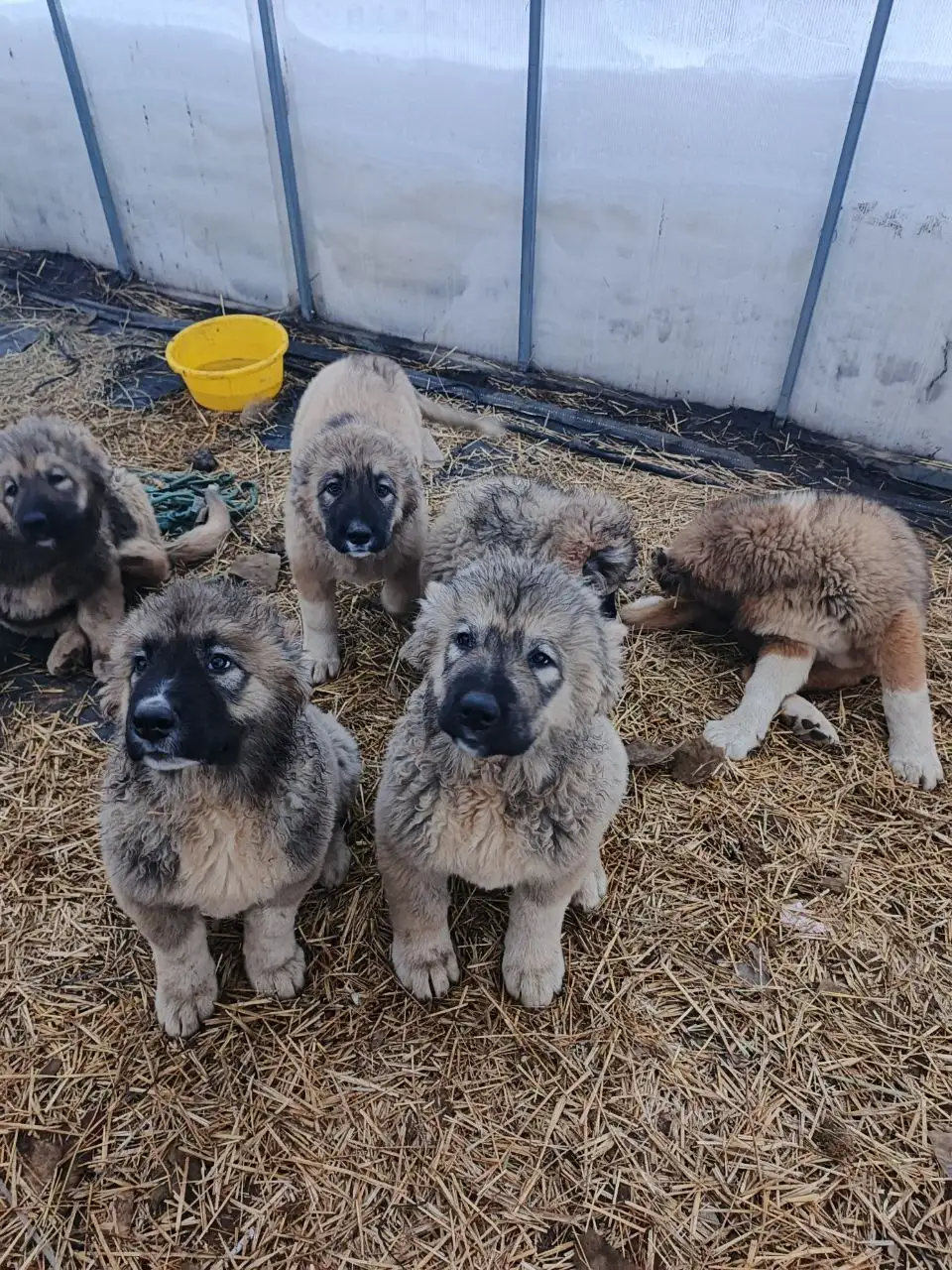 Продажа щенков Кавказской овчарки - Собаки (Животные) в Самара