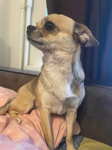 Продажа мальчика чихуахуа - Поиск животных в Самара