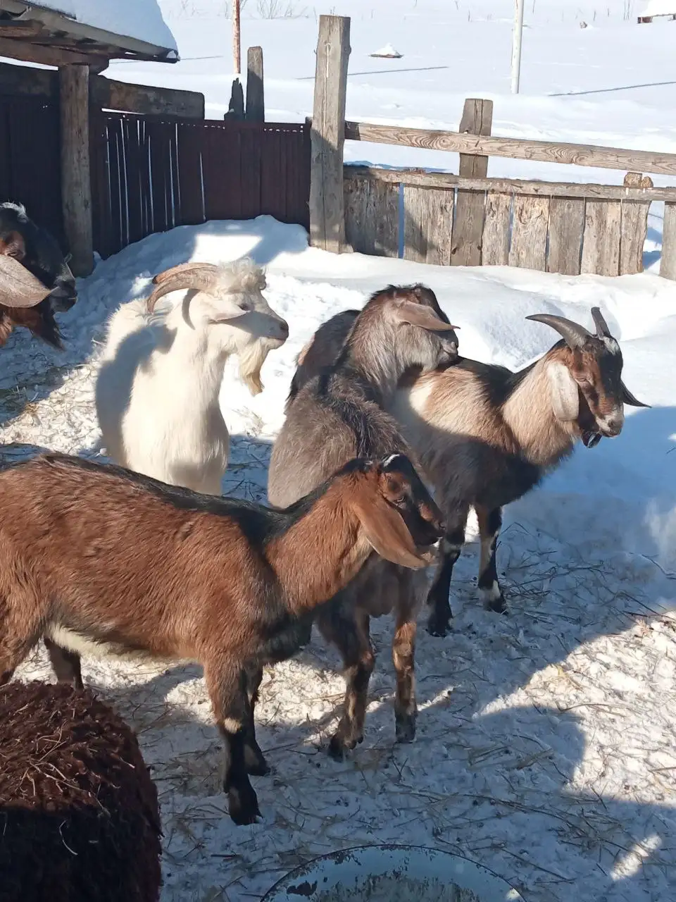Продажа козликов и баранов - Сельскохозяйственные животные (Животные) в Мулловка