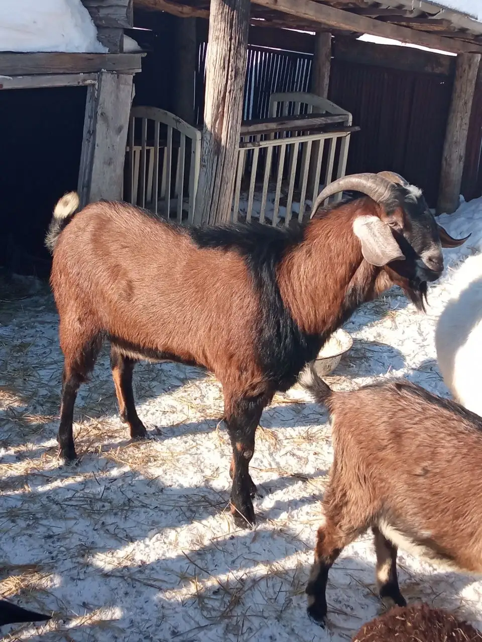 Продажа козликов и баранов - Сельскохозяйственные животные (Животные) в Мулловка