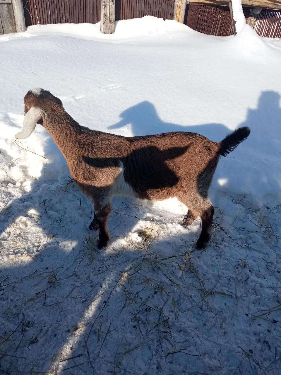 Продажа козликов и баранов - Сельскохозяйственные животные (Животные) в Мулловка