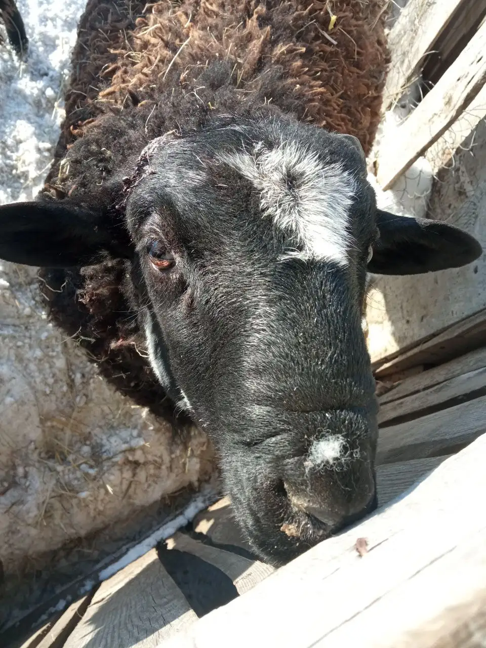 Продажа козликов и баранов - Сельскохозяйственные животные (Животные) в Мулловка