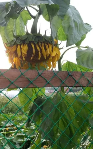 Летний деревенский отдых в Горном Алтае - Отдых на природе в Неизвестно