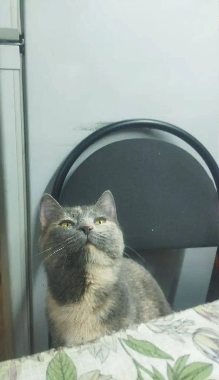 Кошка в добрые руки - Кошки (Животные) в Самара