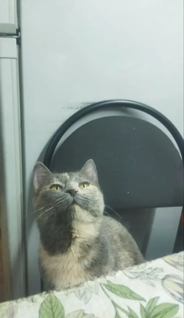 Кошка в добрые руки - Поиск животных в Самара