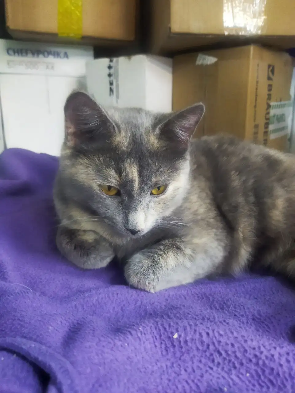 Кошка в добрые руки - Кошки (Животные) в Самара