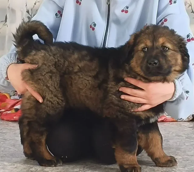 Продажа щенка Монгольского Банхара - Поиск животных в Самара