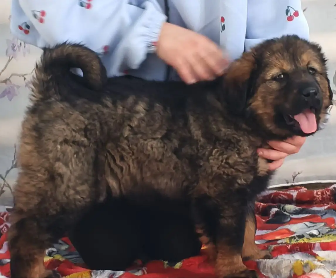 Продажа щенка Монгольского Банхара - Собаки (Животные) в Самара