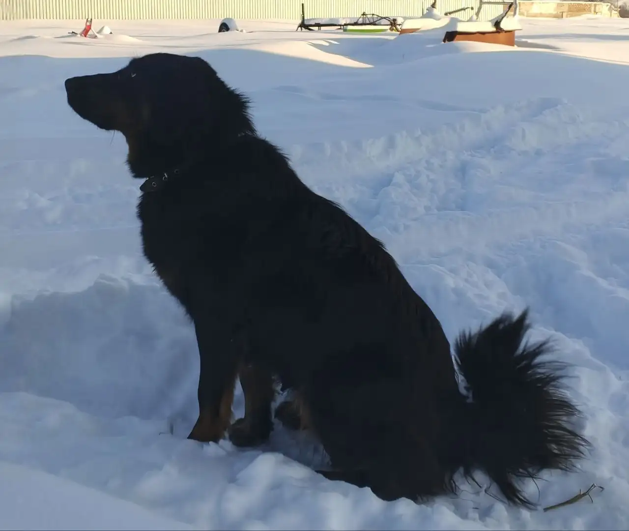 Продажа щенка Монгольского Банхара - Собаки (Животные) в Самара