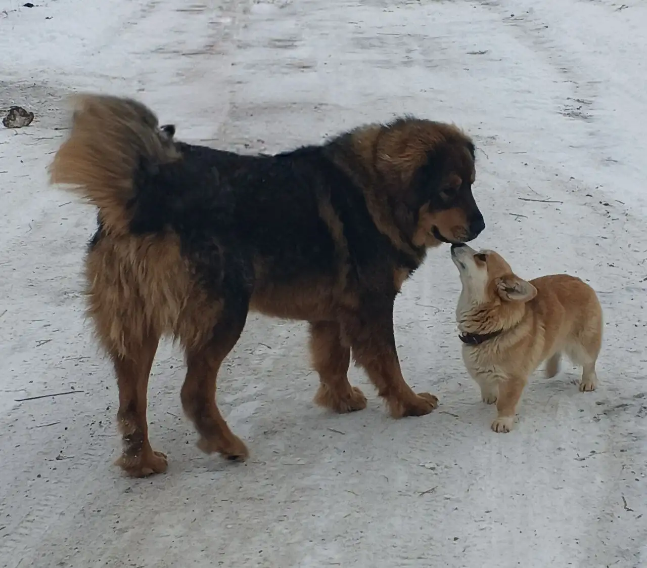 Продажа щенка Монгольского Банхара - Собаки (Животные) в Самара
