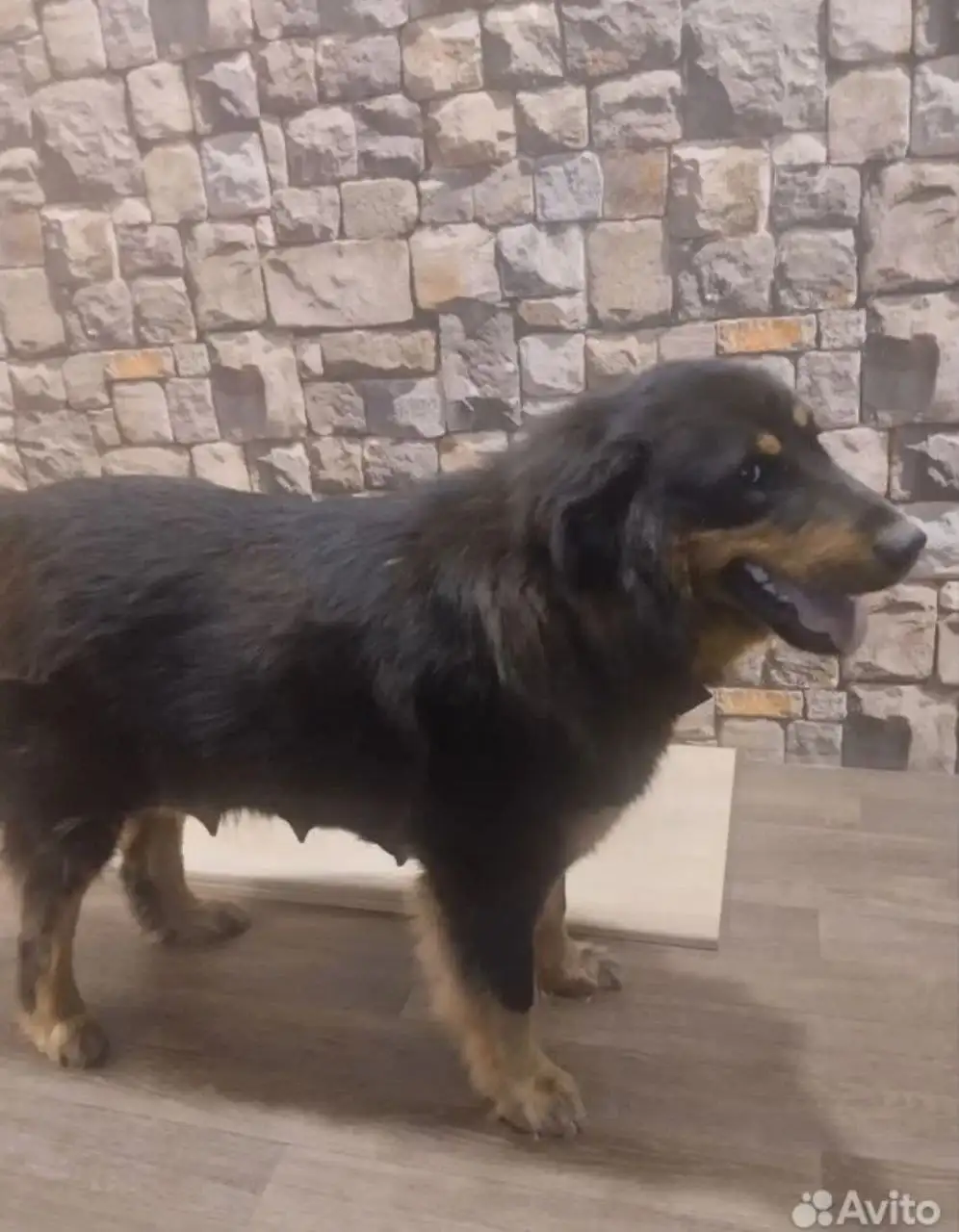 Продажа щенка Монгольского Банхара - Собаки (Животные) в Самара