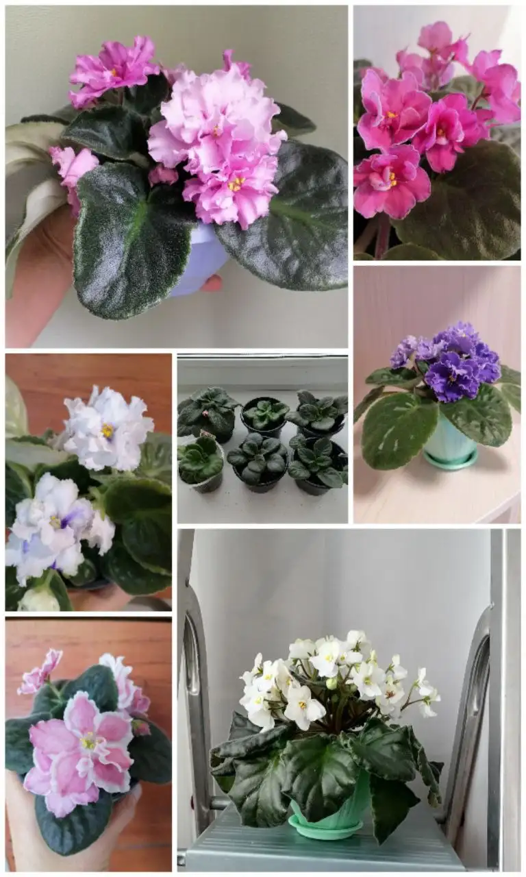 Продажа деток орхидей разных размеров - Растения (Хобби и отдых) в Кинель