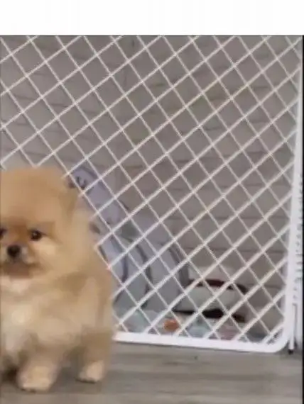 Продажа щенков померанского шпица - Собаки (Животные) в Самара