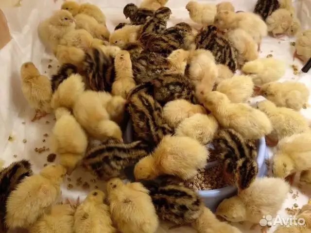 Суточные цыплята и перепелята под заказ - Птицы (Животные) в Самара