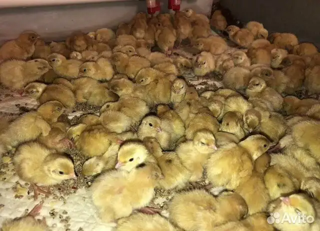 Суточные цыплята и перепелята под заказ - Птицы (Животные) в Самара