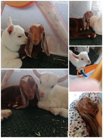 Продажа козочек зааненских, альпийских, нуб-камори - Сельскохозяйственные животные в Ульяновская область Тереньгульский район