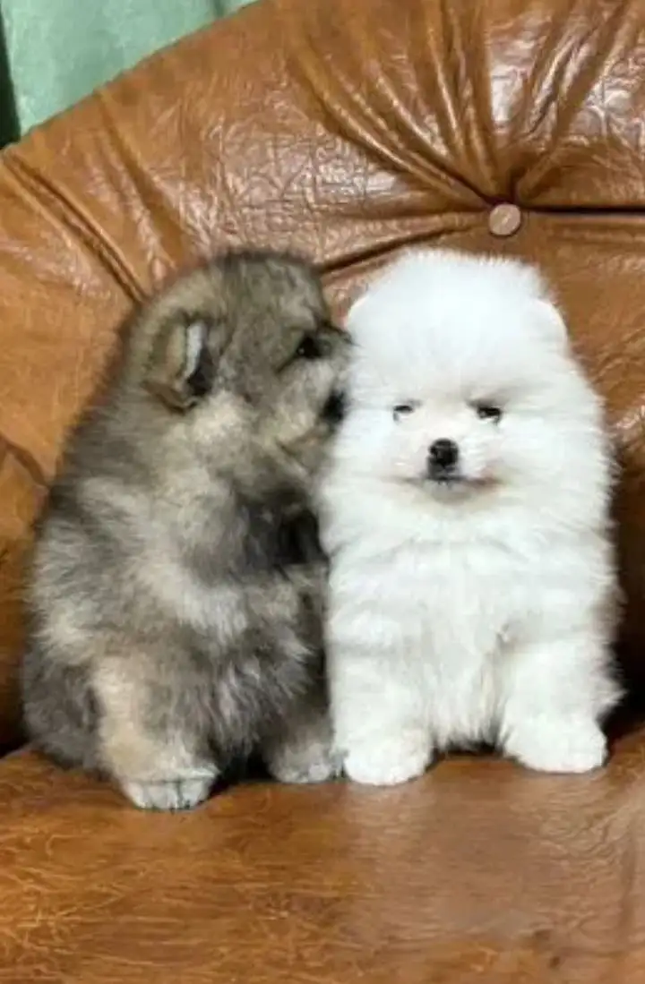 Померанские шпицы для любящих семей - Собаки (Животные) в Самара