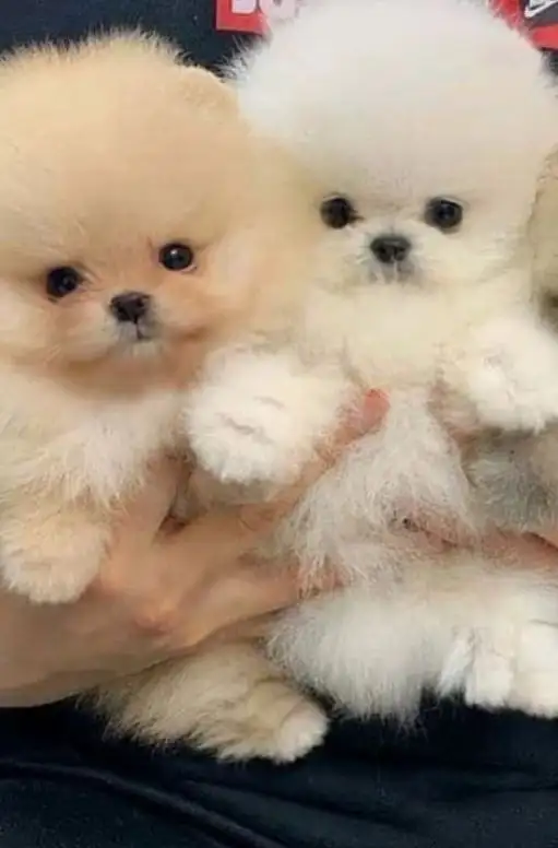 Померанские шпицы для любящих семей - Собаки (Животные) в Самара