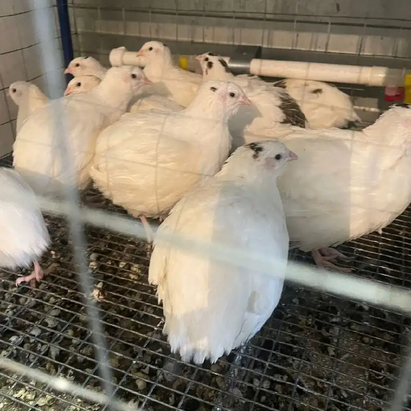 Набор куриных и перепелиных яиц для инкубации - Птицеводство (Животные) в Большая Глушица