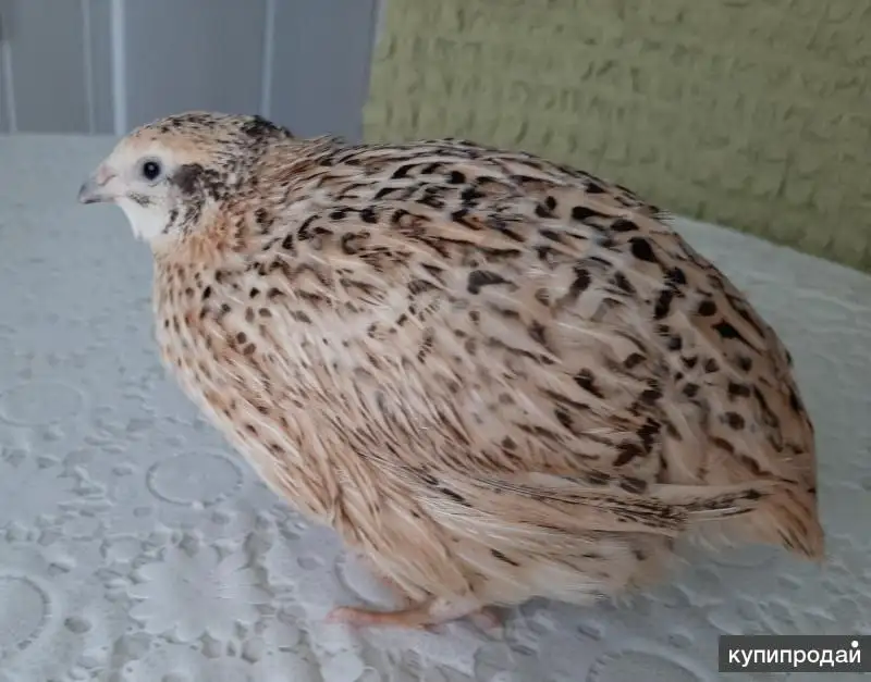 Набор куриных и перепелиных яиц для инкубации - Птицеводство (Животные) в Большая Глушица