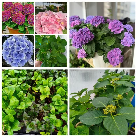 Ремонтантная гортензия крупнолистная - частное объявление в Кинель