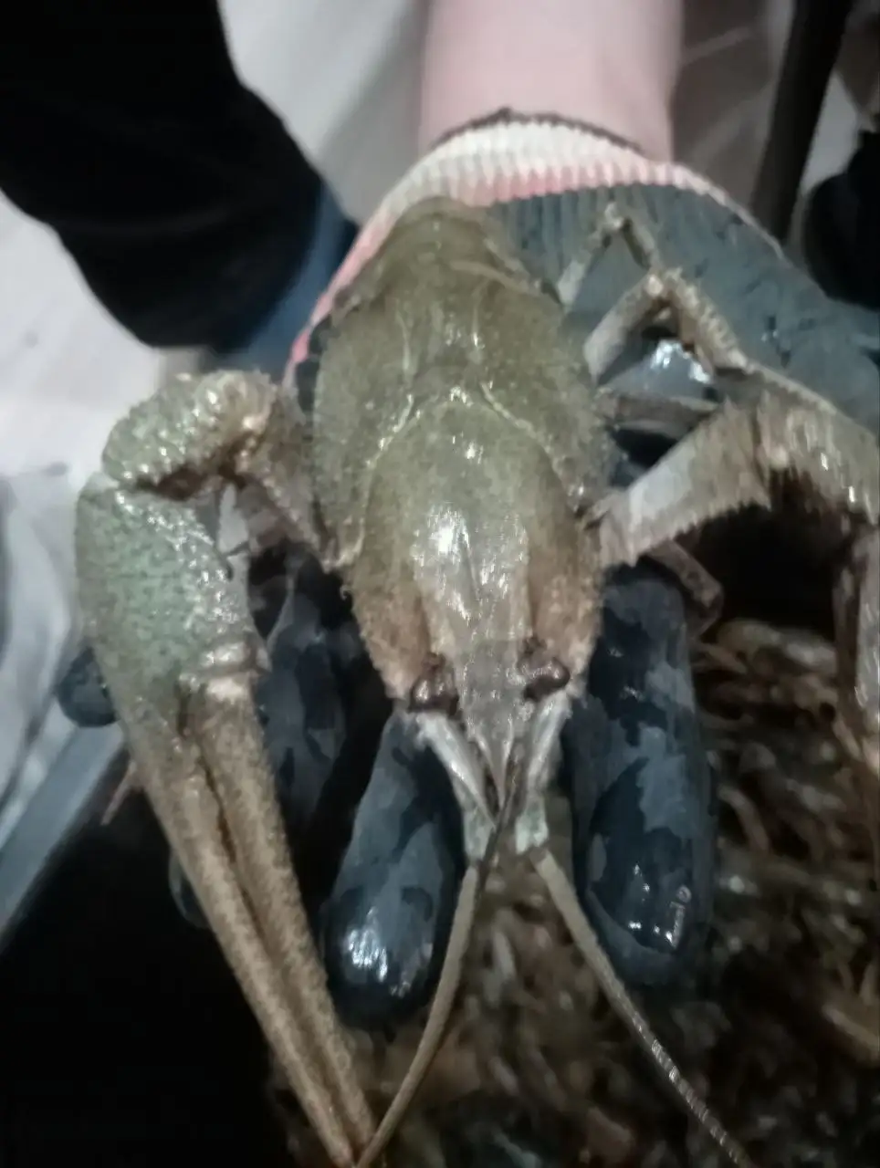 Продажа волжских раков - Продукты питания (Барахолка) в Самара