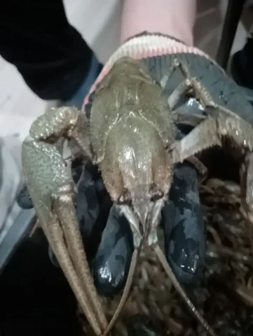 Продажа волжских раков - Сладости и десерты в Самара