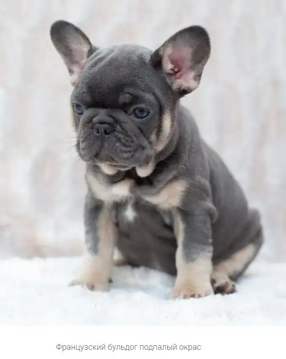 Продажа щенков Французского бульдога мини - Собаки (Животные) в Самара
