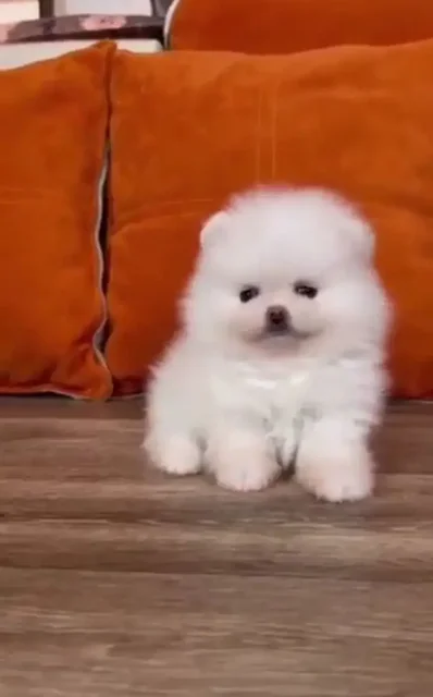 Продажа щенков - Собаки в Самара