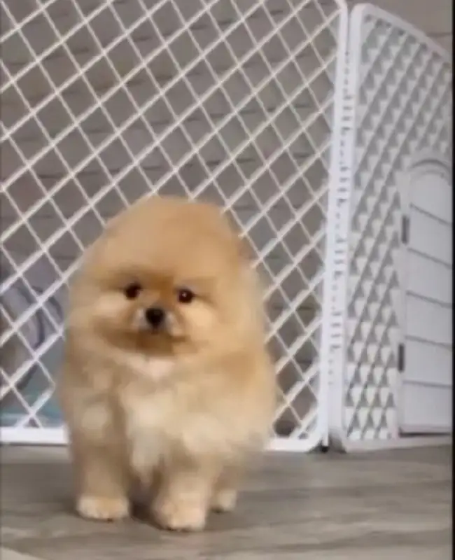 Продажа щенков - Собаки (Животные) в Самара