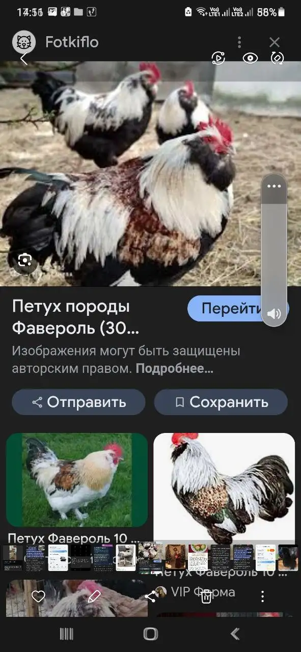 Продажа живых кур, индоуток и петухов разных пород - Птицы (Животные) в Самара