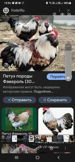 Продажа живых кур, индоуток и петухов разных пород - Животные в Самара