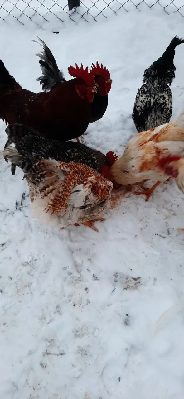 Продажа живых кур, индоуток и петухов разных пород - Птицы (Животные) в Самара