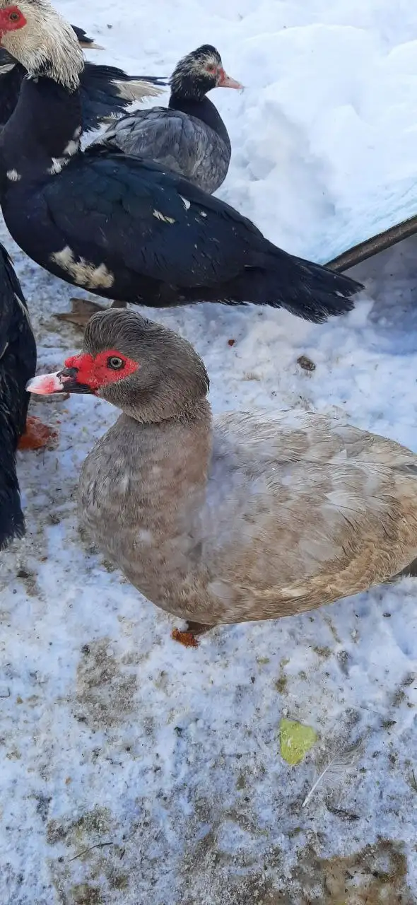 Продажа живых кур, индоуток и петухов разных пород - Птицы (Животные) в Самара