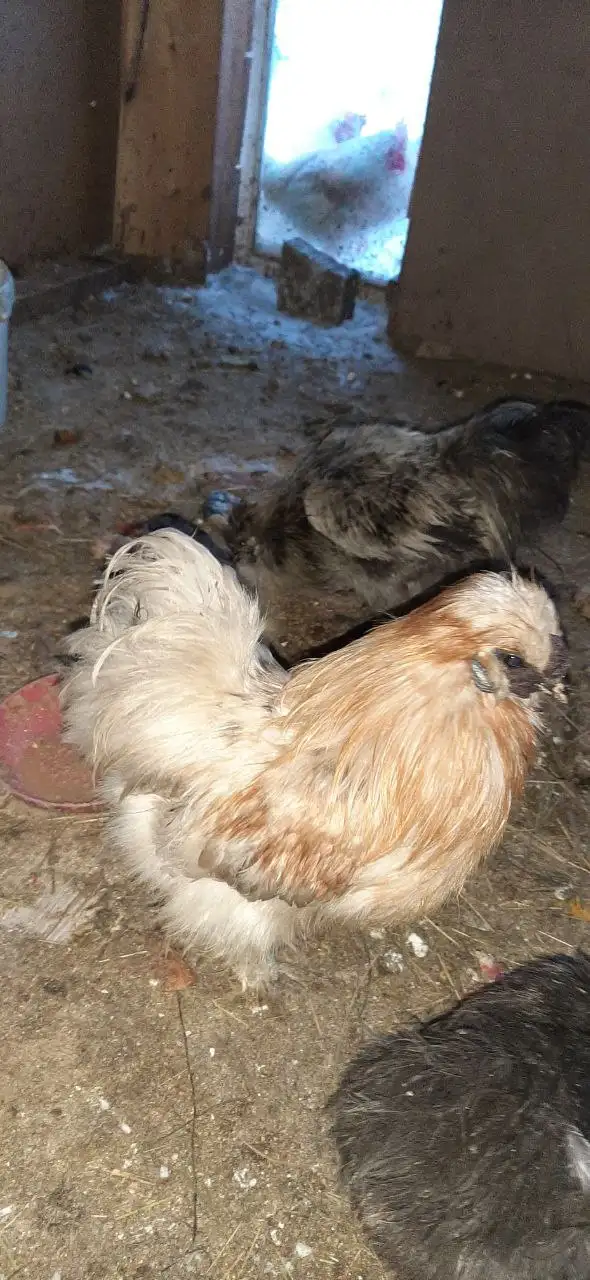 Продажа живых кур, индоуток и петухов разных пород - Птицы (Животные) в Самара