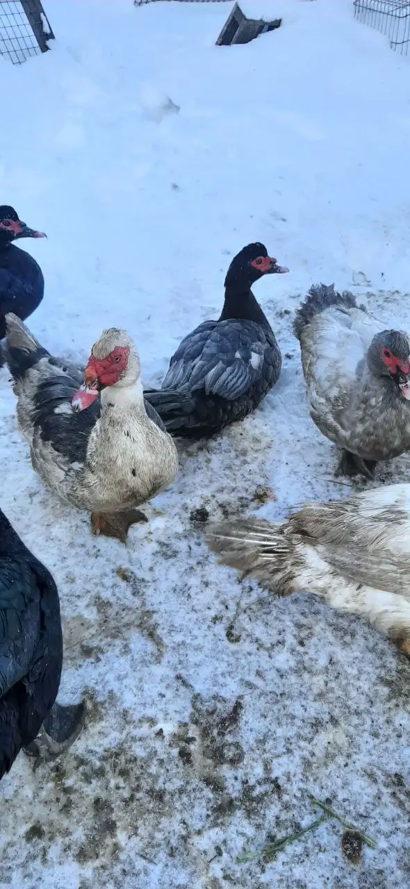 Продажа живых кур, индоуток и петухов разных пород - Птицы (Животные) в Самара