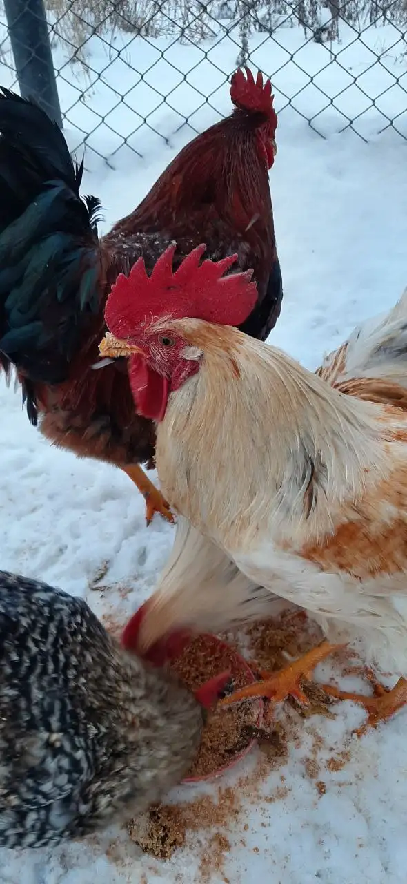 Продажа живых кур, индоуток и петухов разных пород - Птицы (Животные) в Самара