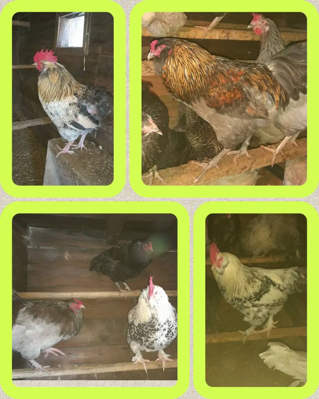 Продажа петухов от своих несушек - Птицы (Животные) в Кинель