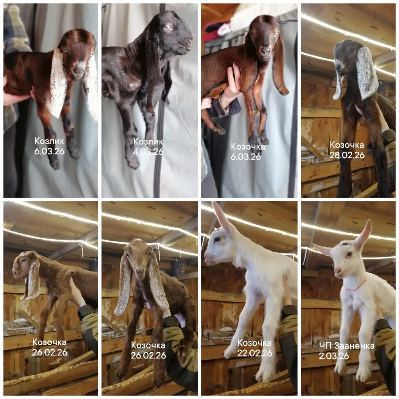 Продажа козочек и козликов зааненских, альпийских, нуб-камори - Сельскохозяйственные животные (Животные) в Тереньгульский район