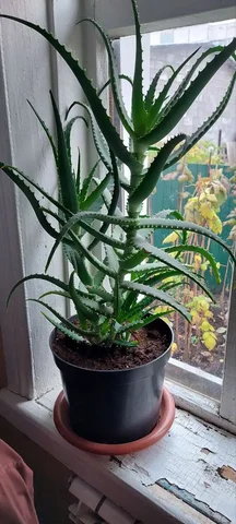 Продам алоэ - Картины в Самара