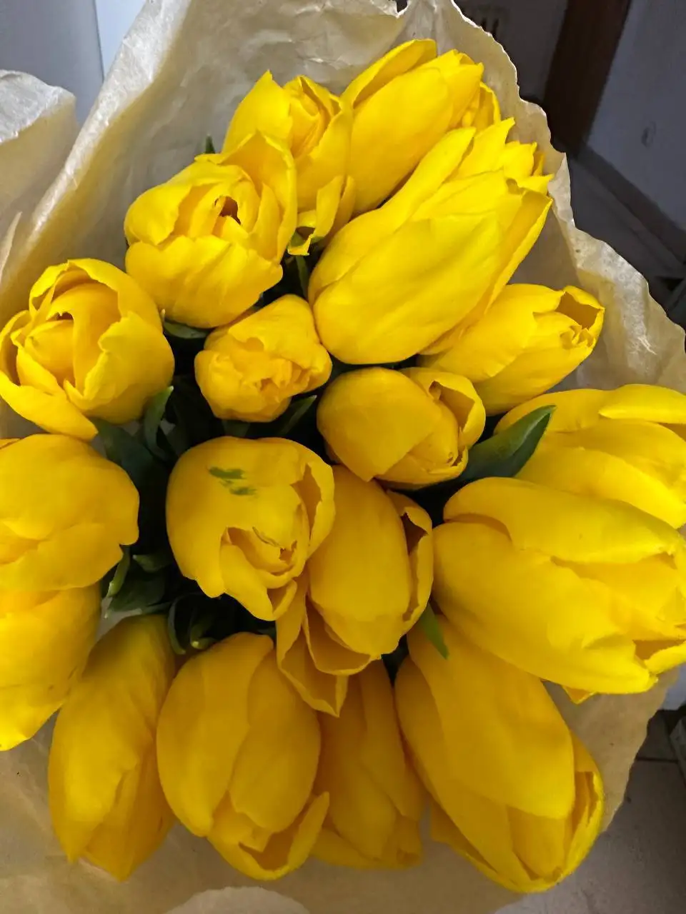 Продажа тюльпанов в Самаре - Растения (Хобби и отдых) в Самара