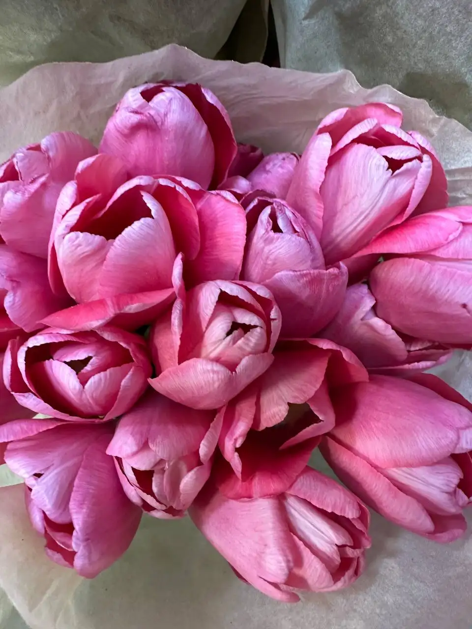 Продажа тюльпанов в Самаре - Растения (Хобби и отдых) в Самара