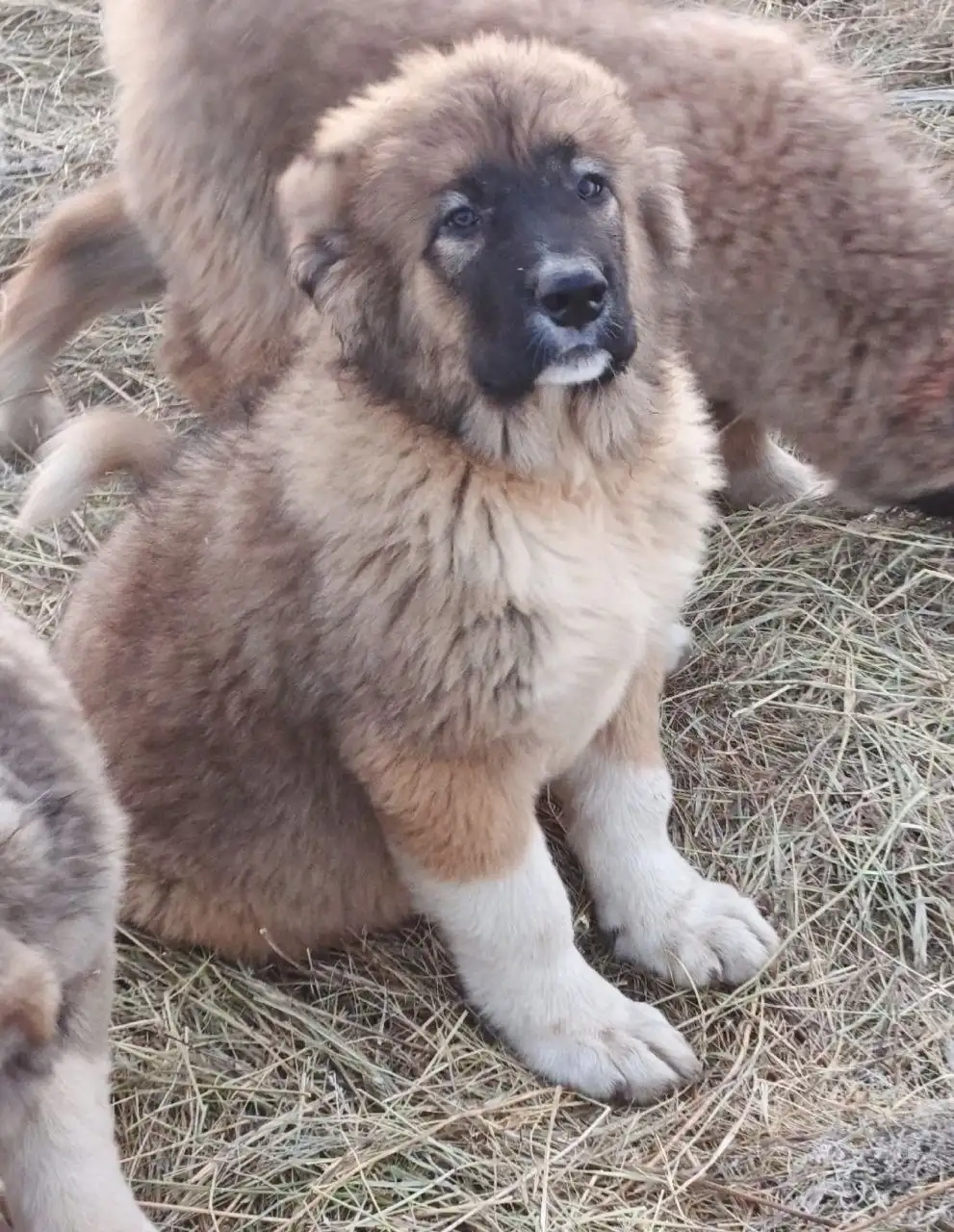 Щенки Кавказской овчарки - Собаки (Животные) в Самара