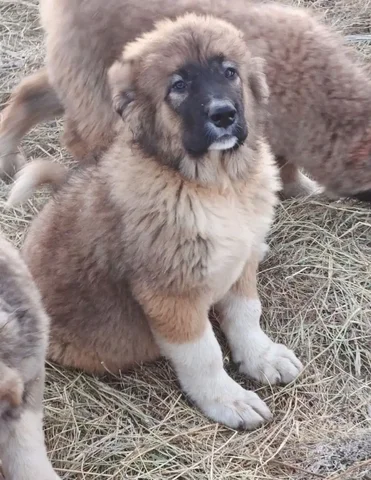 Щенки Кавказской овчарки - Собаки в Самара