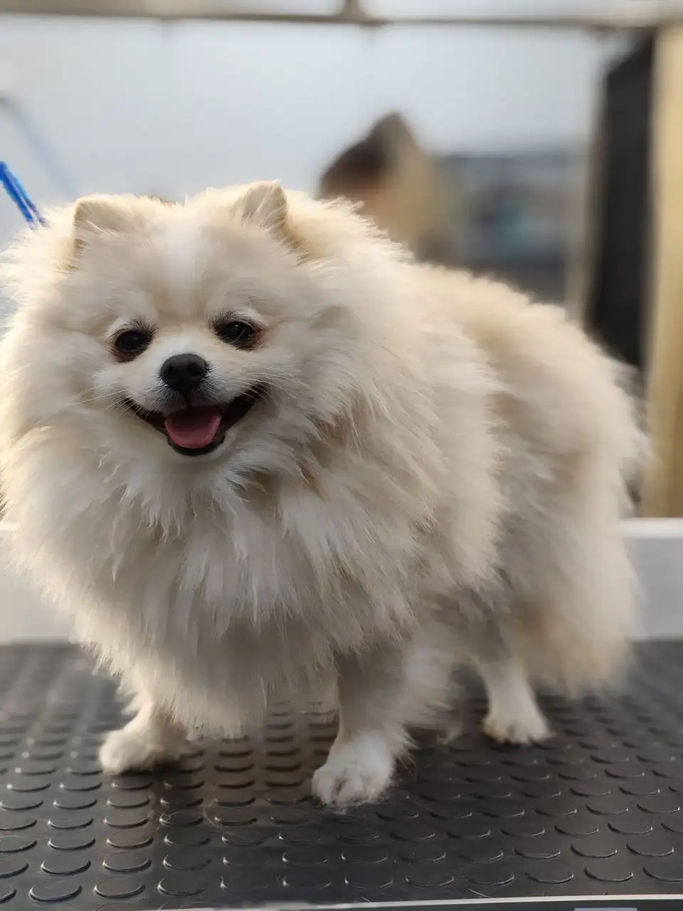 Поиск моделей для процедур ухода за домашними животными - Для животных (Услуги) в Самара