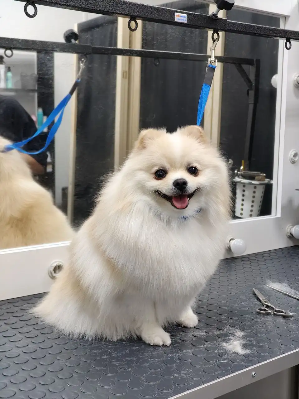 Поиск моделей для процедур ухода за домашними животными - Для животных (Услуги) в Самара